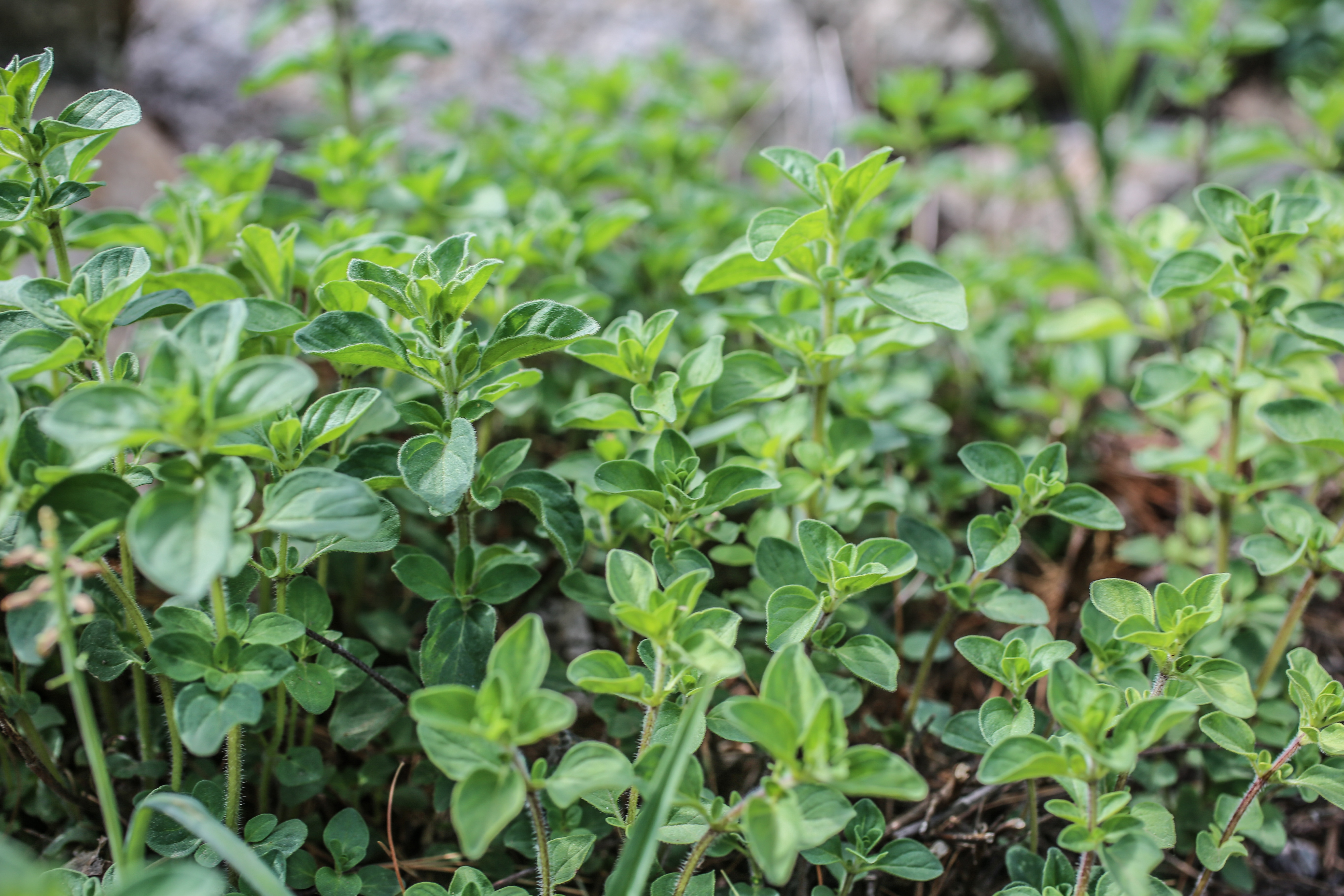 Helpful Hints For Starting a Home Garden with Celeste Longacre | The Radiant Life Blog