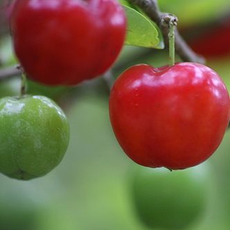 Antioxidant Acerola