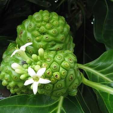 premier research labs noni