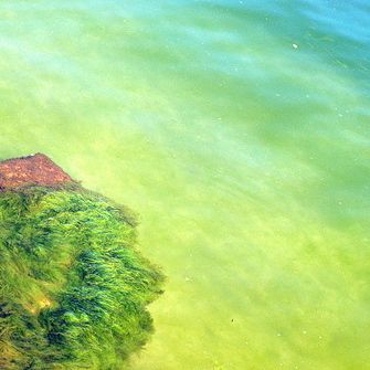 Alga Spirulina