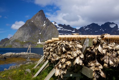 Traditional method of drying stockfish (typically cod fish) on Lofoten islands in Norway