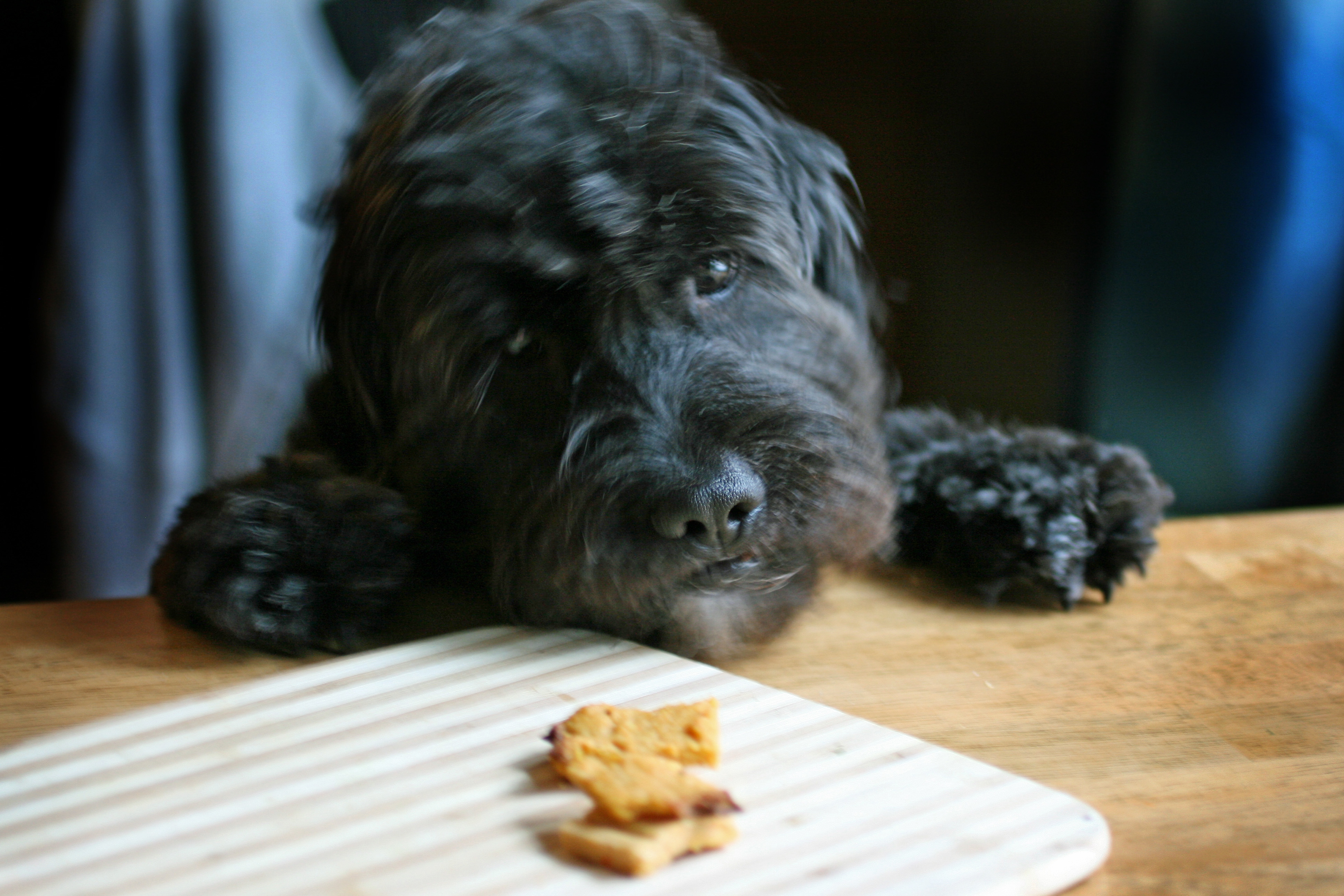 Grain-Free Dog Treats: Coconut Flour Soft Chews | Radiant Life Blog