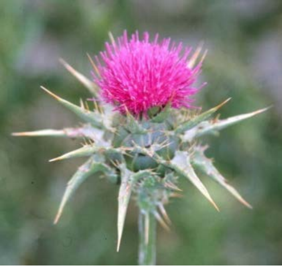 Benefits of Supplementing with Milk Thistle Benefits of Supplementing with Milk Thistle
